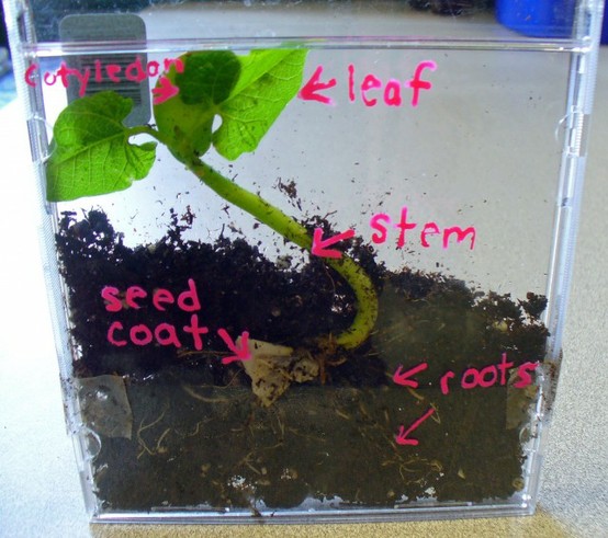 Growing seeds/ beans in CD cases